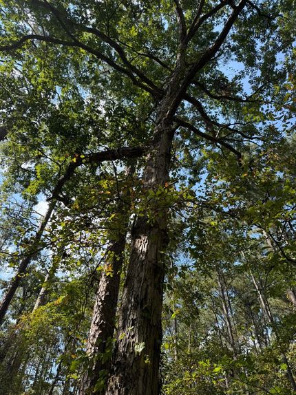 Timberland Property for sale in Smith County, Mississippi