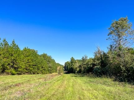 Undeveloped Land in Shelby County, Texas