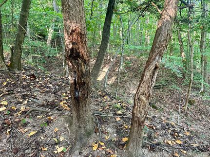 Timberland Property for sale in Logan County, West Virginia
