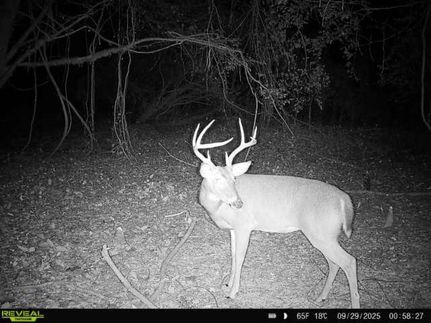 Timberland Property for sale in Holmes County, Mississippi