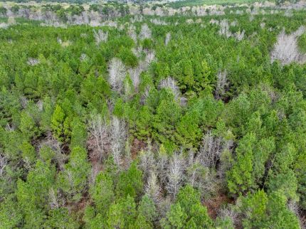 Undeveloped Land for sale in Angelina County, Texas