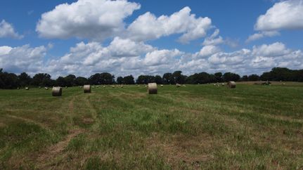 Farm and Ranch for sale in Bowie County, Texas