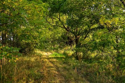Timberland Property for sale in Lapeer County, Michigan