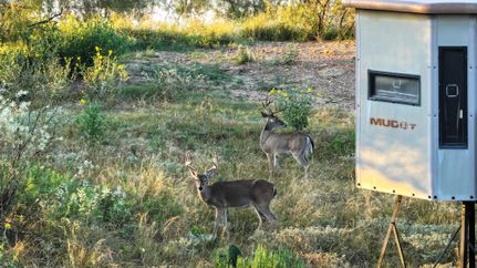 Farm and Ranch for sale in San Saba County, Texas
