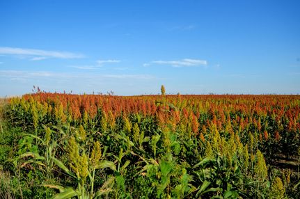 Land for sale in Lyman County, South Dakota