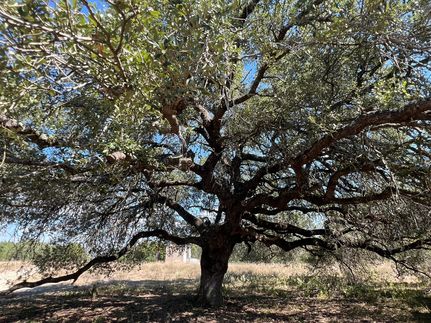 Homesite for sale in Hays County, Texas