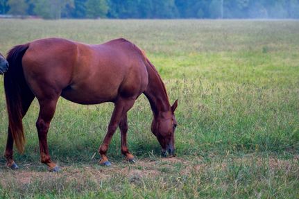 Hunting Property for sale in White County, Arkansas