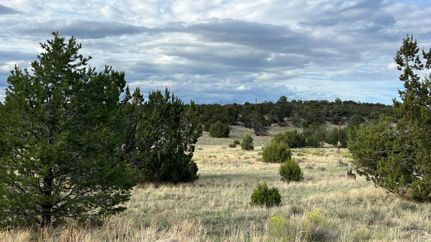 Land for sale in Catron County, New Mexico