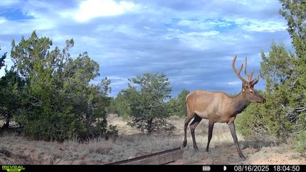 Farm and Ranch for sale in Cibola County, New Mexico