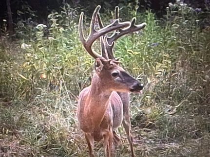 Timberland Property for sale in Wayne County, Kentucky