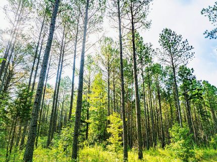 Undeveloped Land for sale in Prentiss County, Mississippi
