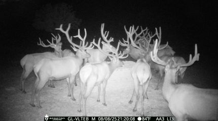 Farm and Ranch for sale in Socorro County, New Mexico