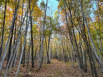 Timberland Property for sale in Lincoln County, Wisconsin