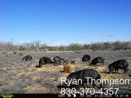 Hunting Property for sale in Duval County, Texas