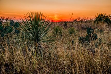 Timberland Property for sale in Dimmit County, Texas
