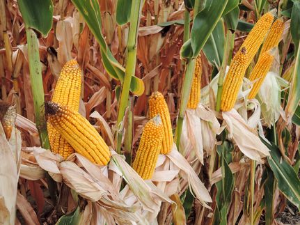 Land for sale in Randolph County, Indiana