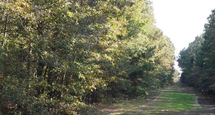 Undeveloped Land for sale in Bowie County, Texas