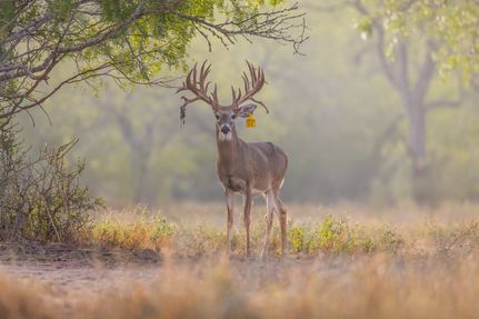 Recreational Property for sale in Duval County, Texas