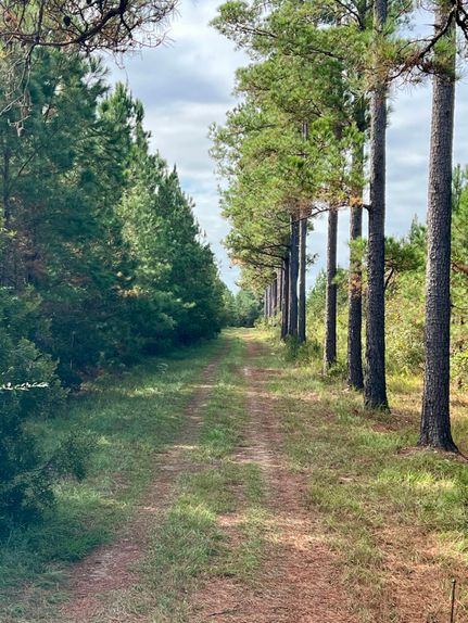 Timberland Property for sale in Lee County, South Carolina