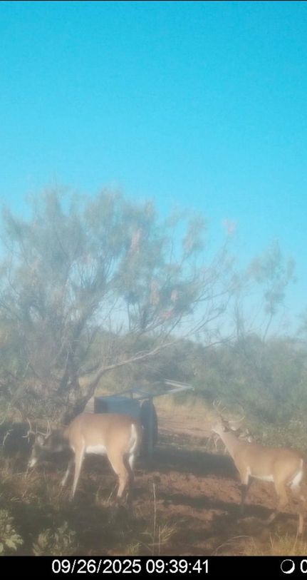 Undeveloped Land for sale in Coke County, Texas