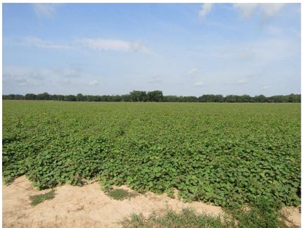 Farm and Ranch for sale in Morehouse Parish, Louisiana