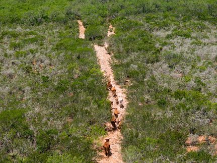 Recreational Property for sale in Duval County, Texas