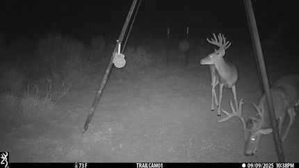 Timberland Property in Webb County, Texas