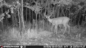 Undeveloped Land in Morrison County, Minnesota