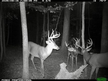Undeveloped Land for sale in Madison County, Arkansas