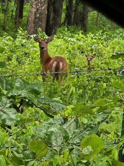 Recreational Property for sale in Shannon County, Missouri