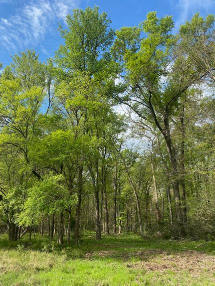 Timberland Property for sale in Freestone County, Texas