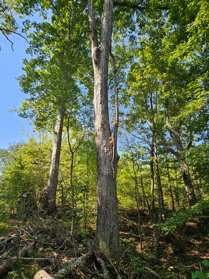 Timberland Property for sale in Calhoun County, Alabama
