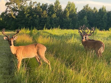 Undeveloped Land for sale in Crenshaw County, Alabama