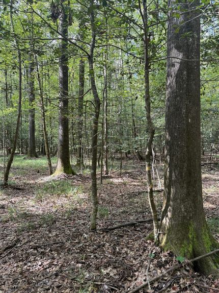 Farm and Ranch for sale in Attala County, Mississippi