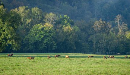 Land for sale in Newton County, Arkansas