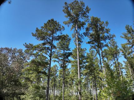 Recreational Property for sale in Orangeburg County, South Carolina