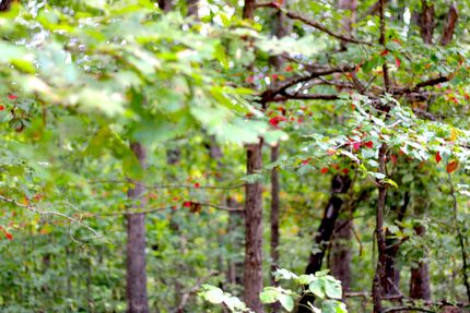 Land for sale in Sharp County, Arkansas