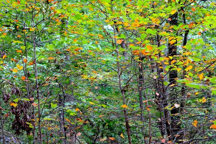 Timberland Property for sale in Sharp County, Arkansas