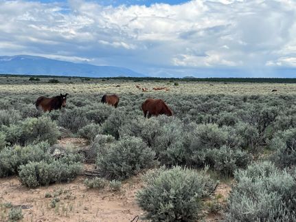 Timberland Property for sale in Costilla County, Colorado