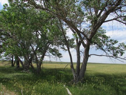 Timberland Property for sale in Goshen County, Wyoming