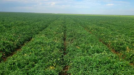 Farm and Ranch for sale in Fresno County, California