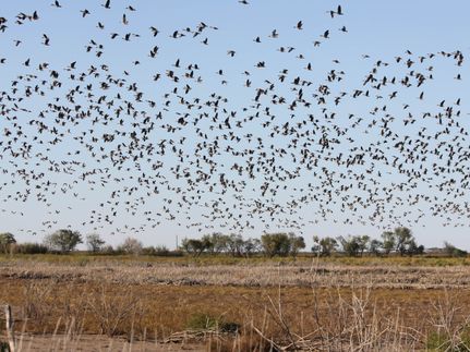 Farm and Ranch for sale in Haskell County, Texas