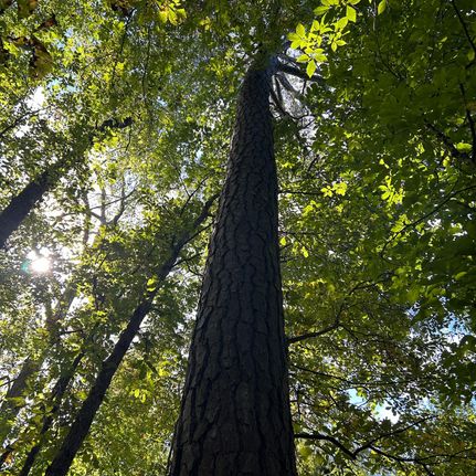 Land for sale in Wake County, North Carolina