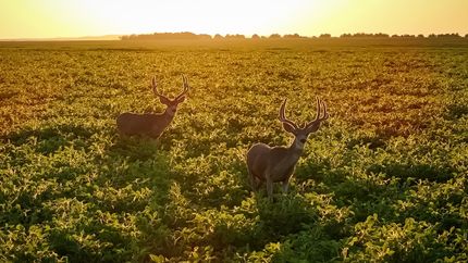 Hunting Property for sale in Sully County, South Dakota