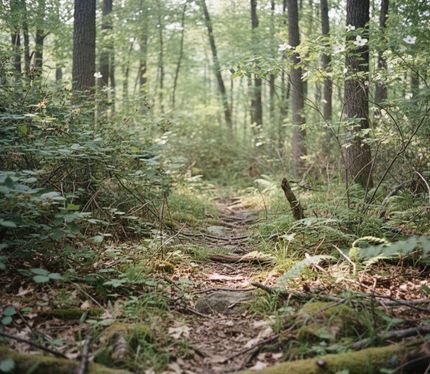 Undeveloped Land for sale in Stone County, Arkansas