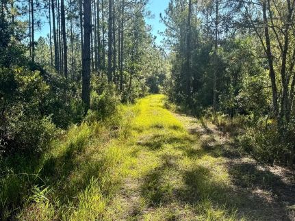 Timberland Property for sale in Levy County, Florida
