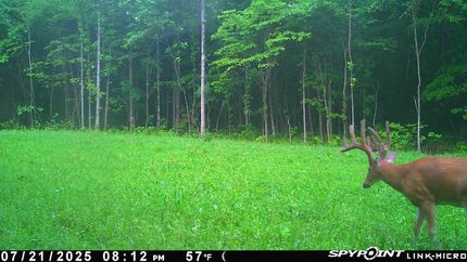 Timberland Property in Owen County, Indiana