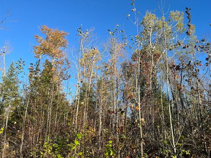 Timberland Property for sale in Douglas County, Wisconsin