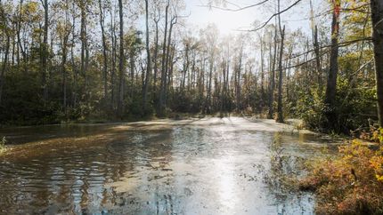 Hunting Property for sale in Madison County, Tennessee