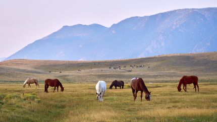 Farm and Ranch for sale in Albany County, Wyoming